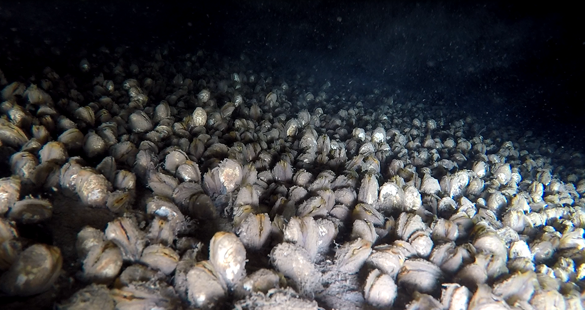 New Method for Rapid Assessment of Quagga and Zebra Mussel Populations