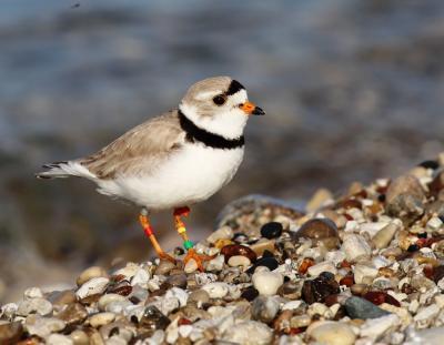 Piping Plover