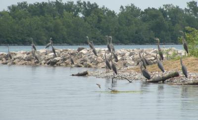 Stony Island Shoal Lower Bay After