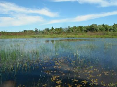 lake superior coastal wetlands