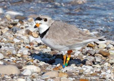 a banded piping plover