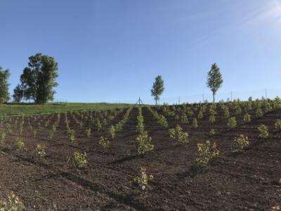 planted poplar trees in Wisconsin