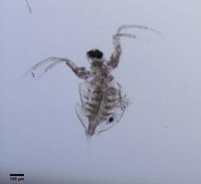 D. fluvatile