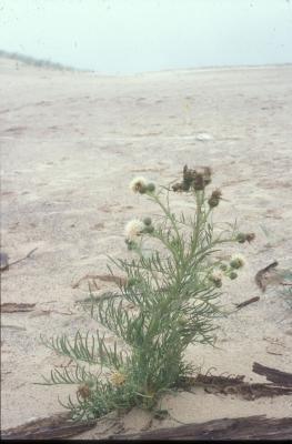 Pitchers Thistle