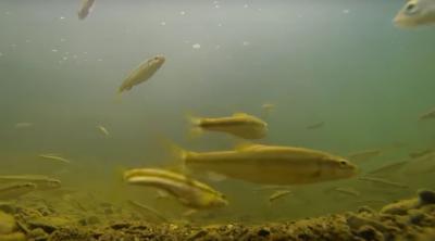 Cuyahoga River Aoc Fish Wildlife Consumption Beneficial