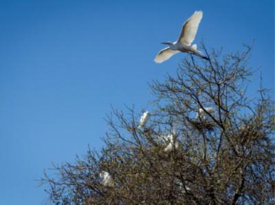 Rookery surveys