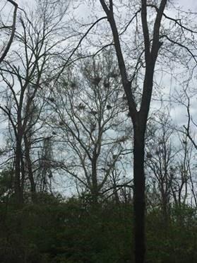 Heron rookerty