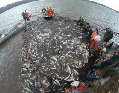 harvesting Asian carp in a net