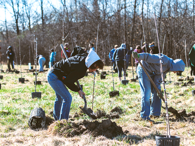 volunteers planting trees