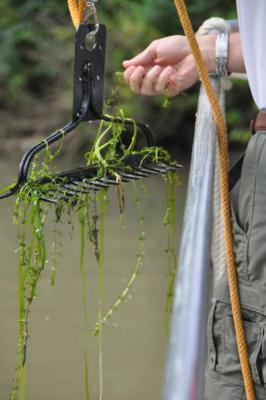 hydrilla caught on a rake
