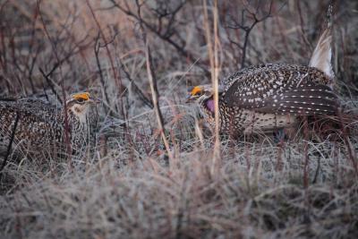 Male sharp-tailed grouse