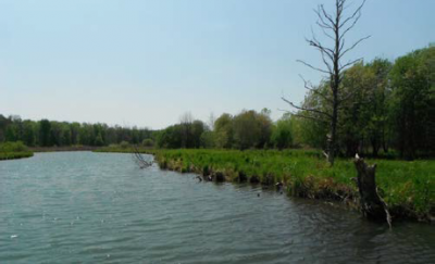 Habitat work conducted at Buckhorn Island