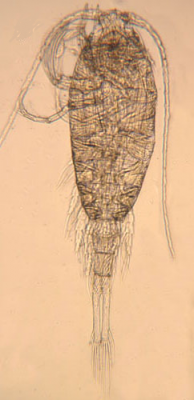 zooplankton