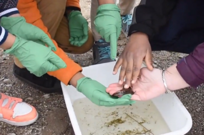 children touch a tadpole or froglet