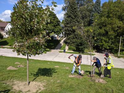 Planting trees in MIlwaukee