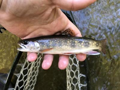 a small fish lies in a person's open hand