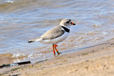 Piping Plover with band on leg, wades at water's edge