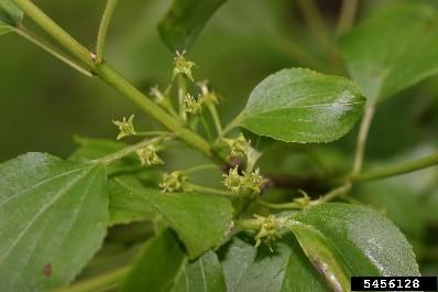 Common Buckthorn