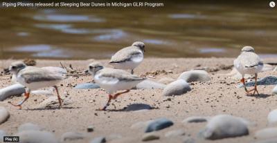 Great Lakes Piping plover chicks running on a beach
