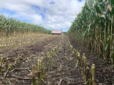 low angle view of a partially harvested field of crops