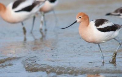 avocets on the shore of Lake Michigan