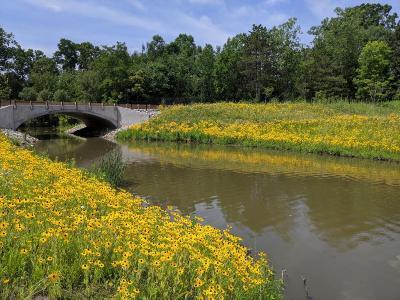 river with yellow flowers along its banks and a bridge in the background