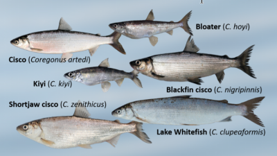 illustration of six species of fish