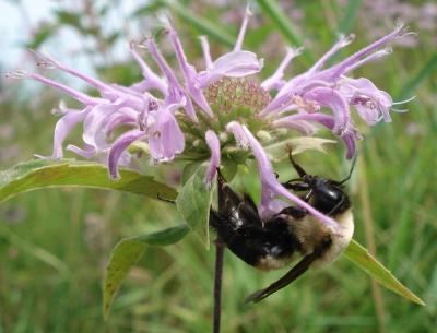 a bumblebee on a wildflower
