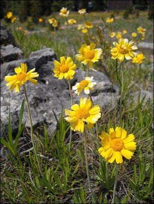 bright yellow lakeside daisies