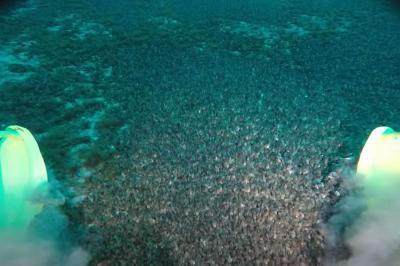 lake floor thickly covered with Quagga mussels