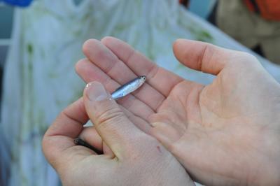 a person holds a very small fish in their hands