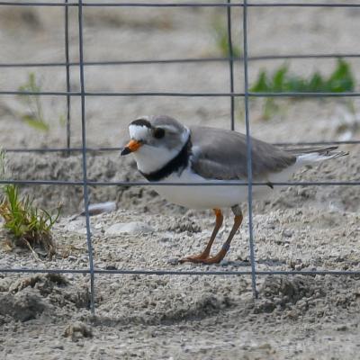 A piping plover stands in the sand behind a wire fence