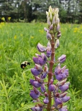 bee on a purple lupine flower