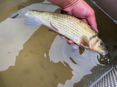a person holding a fish in a container of water