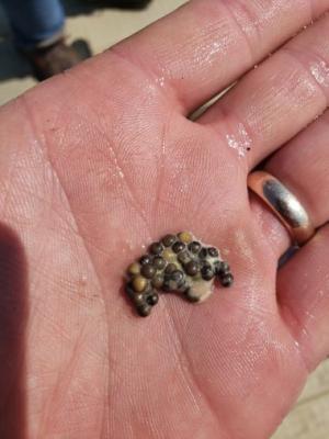fish eggs in someone's open palm