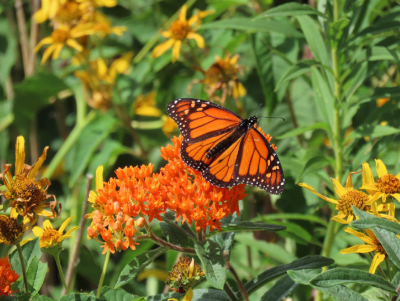 A Monarch butterfly on milkweed planted during habitat restoration at Thomas Higgins Habitat Park. (Credit: Claudia Rosen)