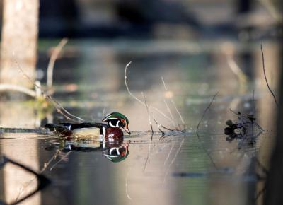 A wood duck drake in the water at the Shiawassee National Wildlife Refuge.