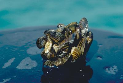 Image of many zebra mussels clinging to a rock 