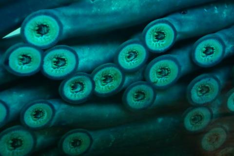 Sea lampreys depicted with mouth visible and teeth aligned in a circular shape.