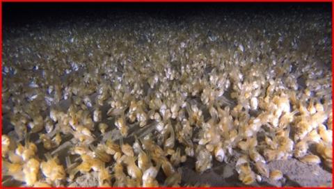 Video image of invasive Dreissena mussels blanketing the bottom sediments of Lake Michigan taken during the 2021 Lake Michigan benthic survey.