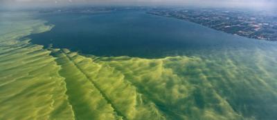 Overhead  view of large cyanobacteria blooming in western Lake Erie. 