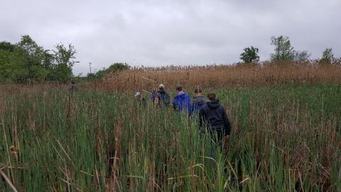 A group of people in a field of phragmites.
