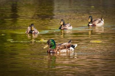 Five ducks in water covered in oil. 
