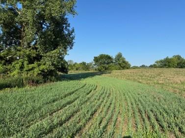 A harvestable buffer crop field features rows of greenery 