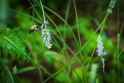 A bee flies near a purple flower.