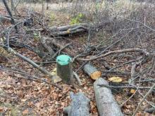 The invasive European black alder is cut down, the top of the cut stump is painted with a green dye herbicide treatment.