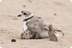 Piping Plover brooding with a chick. (Credit: Roger Eriksson)