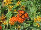 A Monarch butterfly on milkweed planted during habitat restoration at Thomas Higgins Habitat Park. (Credit: Claudia Rosen)