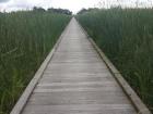 Wooden walkway surrounded by wetland greenery on both sides. The walkway extends to the horizon where a grove of trees meets a grey cloudy sky.
