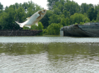 Invasive silver carp leaping out of water